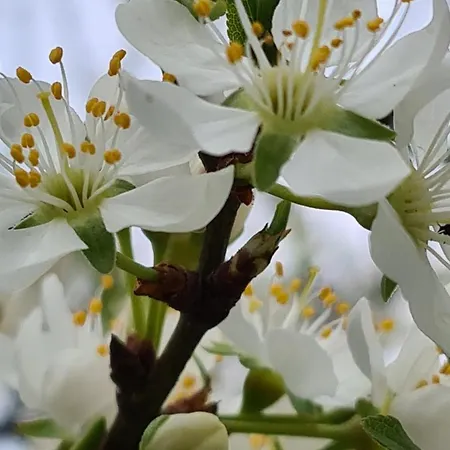 Bluetenlodge Bodensee Prázdninový dům
