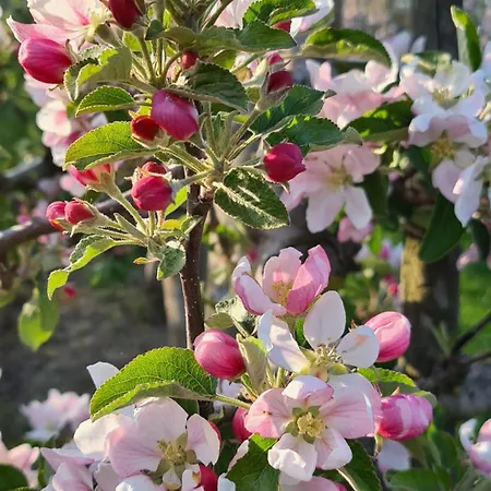 Bluetenlodge Bodensee * Bodolz